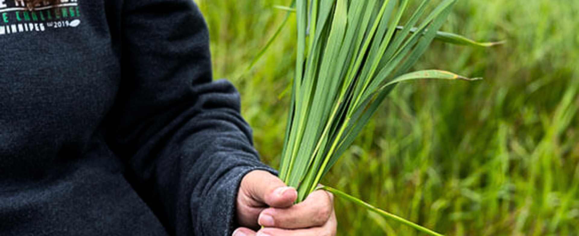 Sweetgrass -held